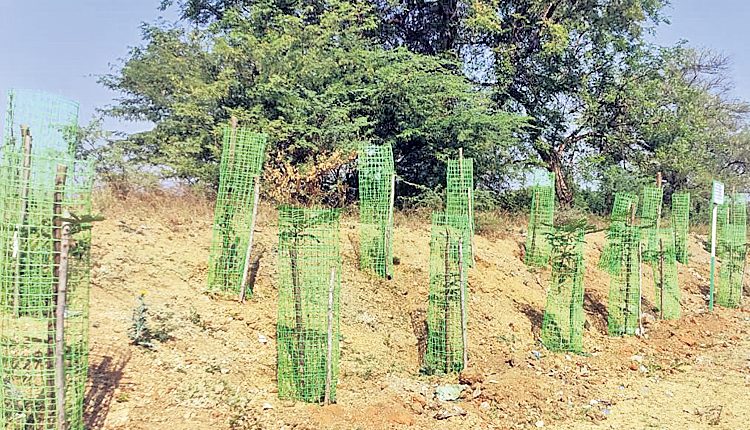 వృక్షో రక్షతి.. రక్షితః..