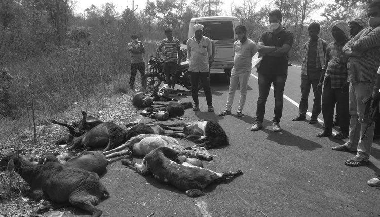 గొర్రెల మందపై దూసుకెళ్లిన డీసీఎం..21 గొర్రెలు మృతి