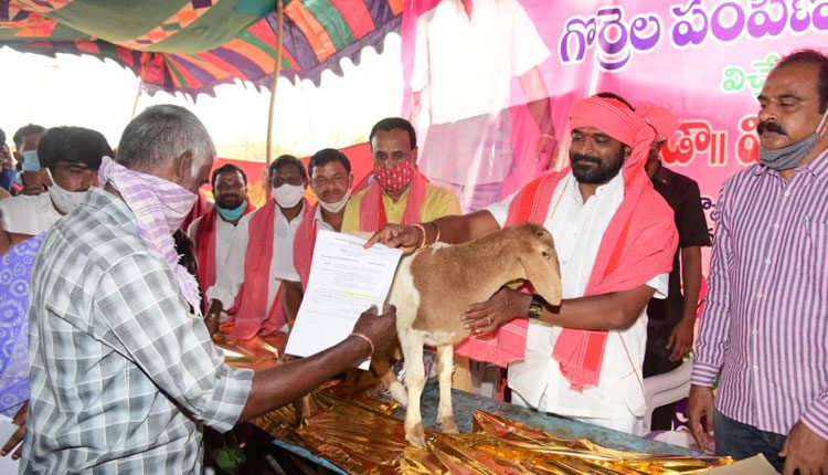 గొర్రెల సంపదలో తెలంగాణది మొదటి స్థానం