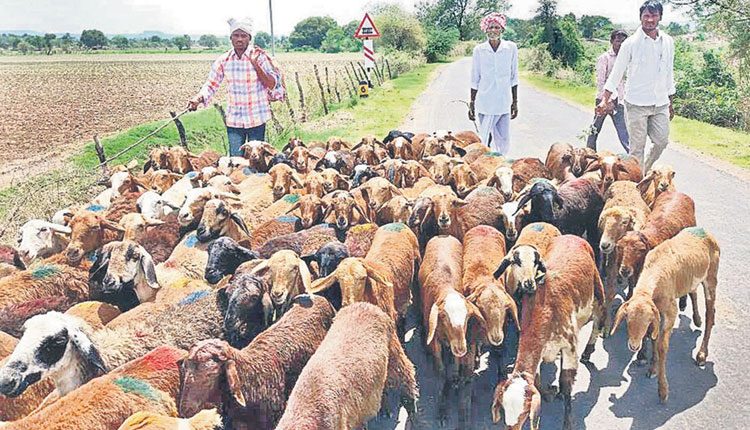 గొర్రెల ఫామ్‌లు..!