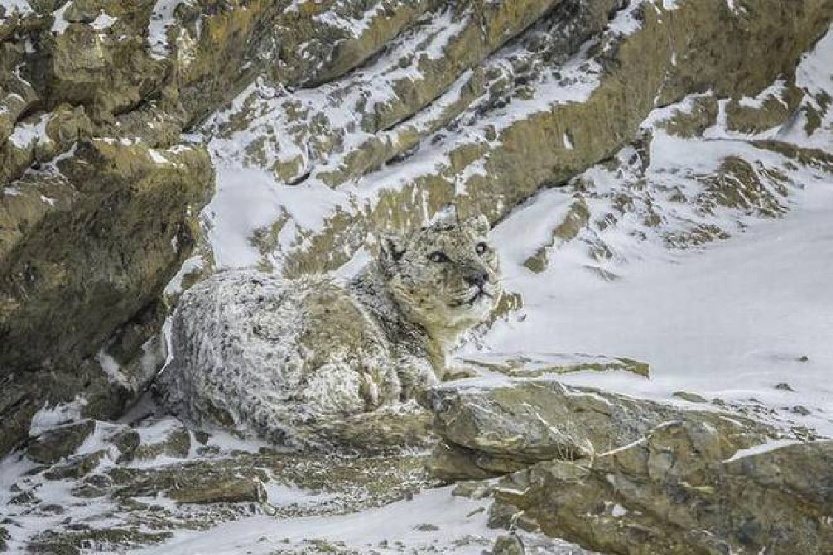 మంచు చిరుత‌ను చూశారా ? హైద‌రాబాదీ ఫోటోగ్రాఫ‌ర్ ఫోటోకు తెగ లైక్‌లు