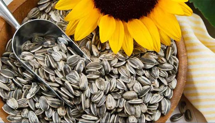 పొద్దు తిరుగుడు విత్తనాలను రోజూ తింటే..?
