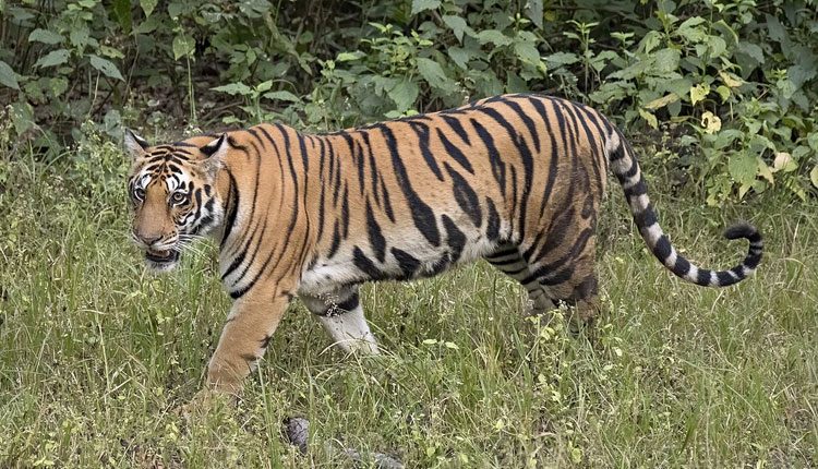 పెద్దపులి దాడిలో ఎద్దు మృతి