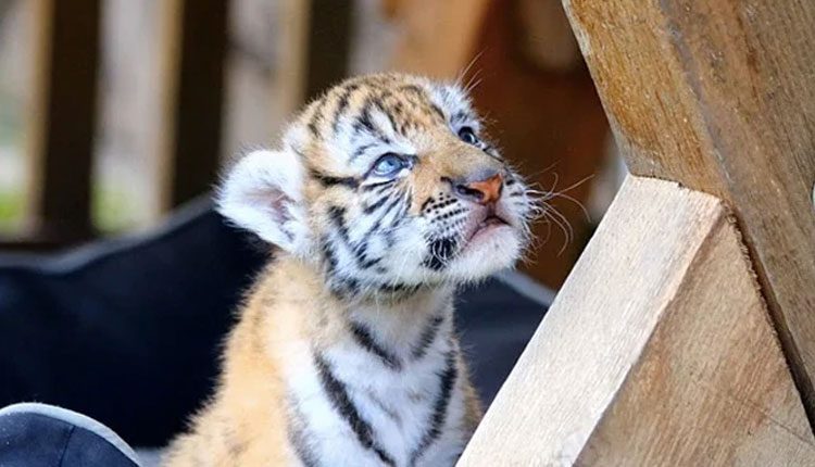 ఐదు నెలల పులి పిల్లను చంపిన పెద్దపులి