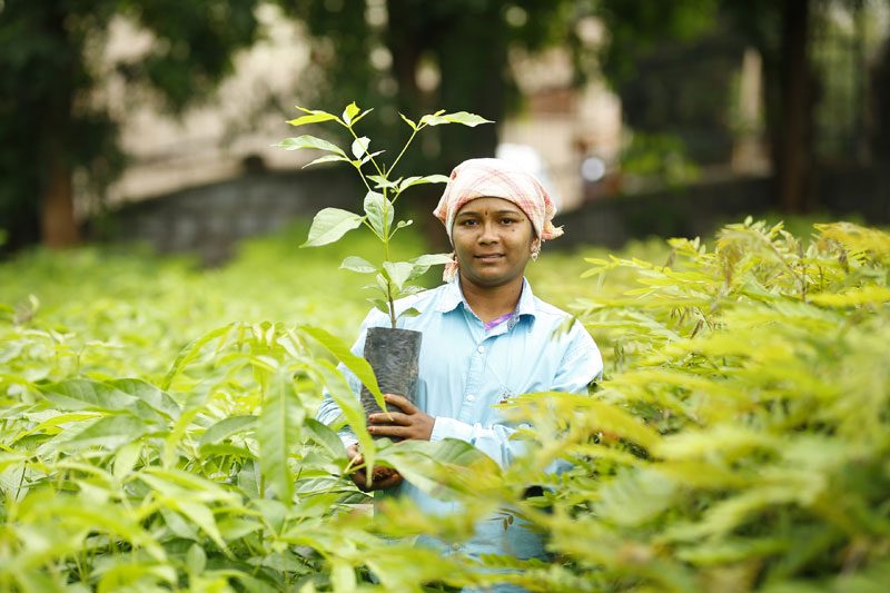 చెట్ల నీడన పుడమి చల్లన