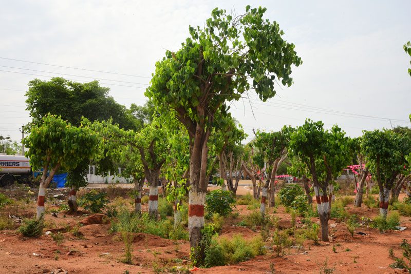 ప్రాణవాయువును కాపాడుదాం