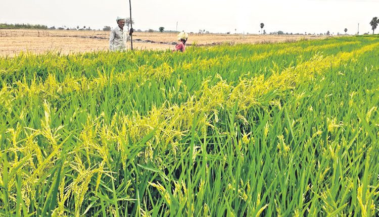 లాభాలు కురిపిస్తున్న ఆడ – మ‌గ వ‌రిసాగు