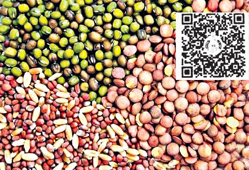 అరచేతిలో విత్తన చరిత్ర