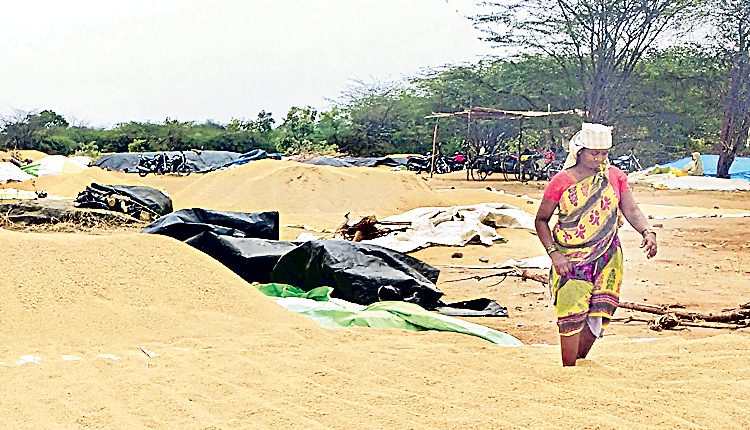 ధాన్యం కొనుగోళ్లు షురూ…