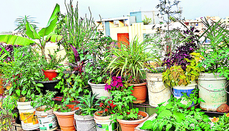 మిద్దెలపై సేద్యం