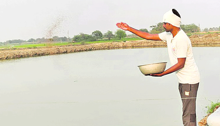 చేపల పెంపకంతో ఉపాధి బాట..