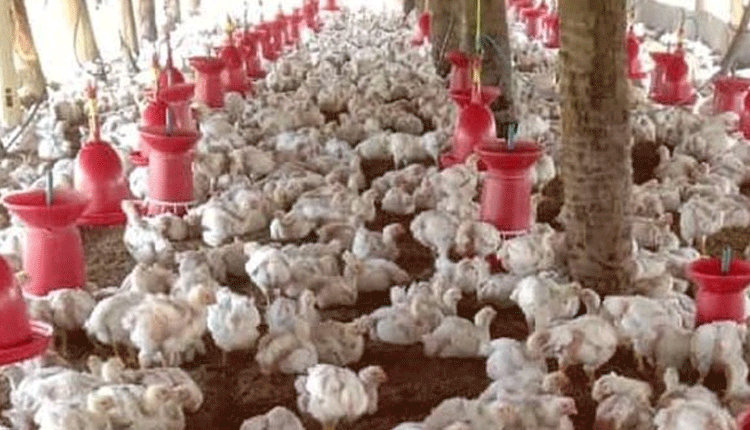 కొండెక్కిన చికెన్‌ ధర