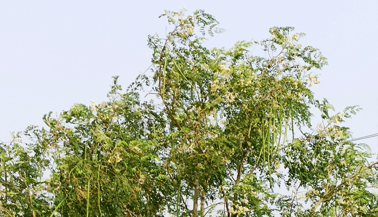 మునగ సాగు..లాభాలు బాగు