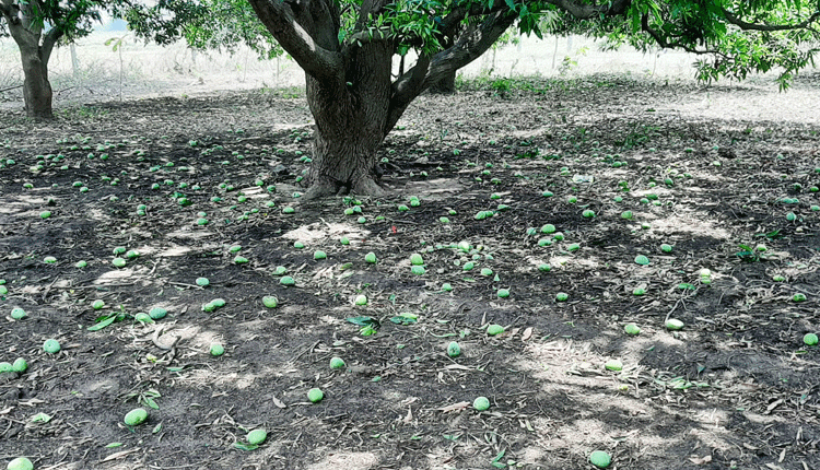 ఈదురుగాలుల బీభత్సం