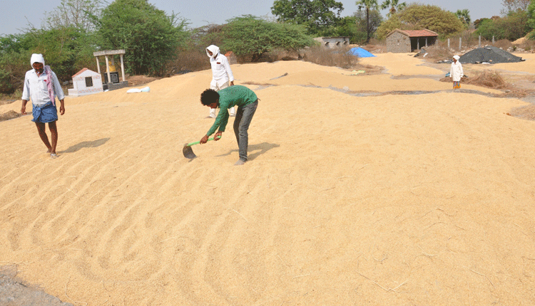 వడ్ల జాతరకు వడివడిగా..
