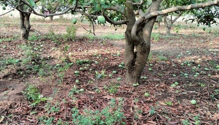 అకాల వర్షం.. అన్నదాత విలవిల