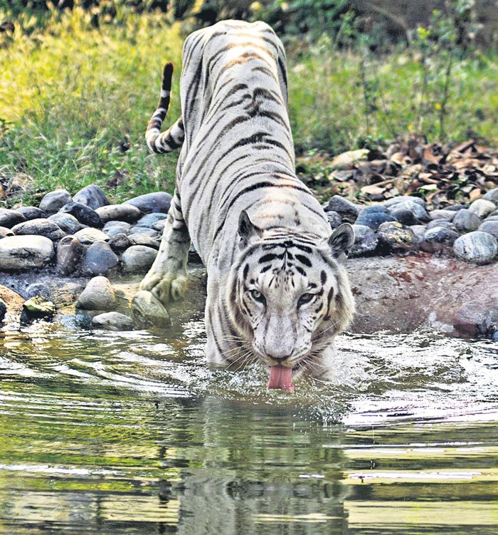 పులుల కోసం పర్యావరణ వంతెనలు