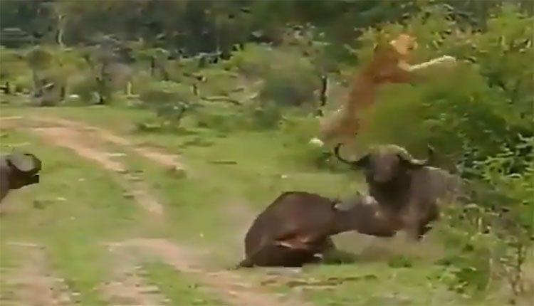 సింహానికి చుక్కలు చూపించిన అడవి దున్న.. వీడియో వైరల్‌