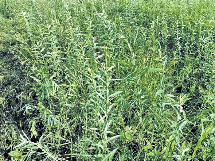 సహజ ఎరువులకు భారీ సబ్సిడీ