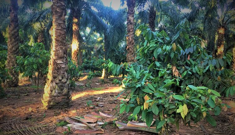 దమ్మపేట.. ఉద్యాన పంట..