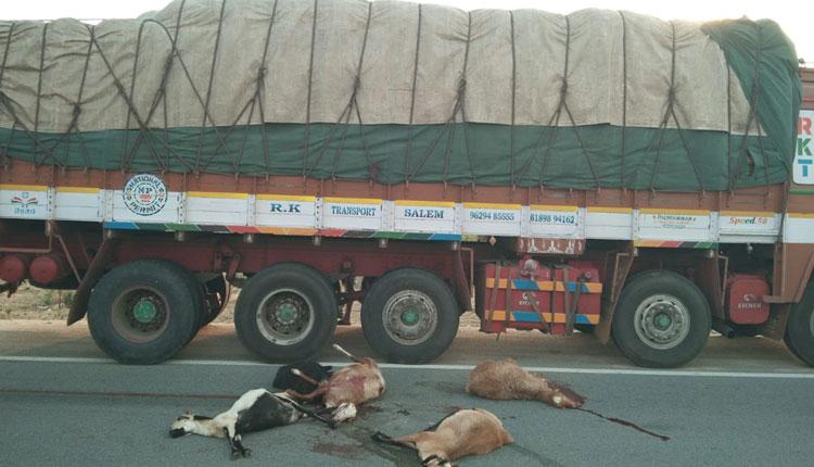 లారీ ఢీకొని 55 గొర్రెలు మృతి