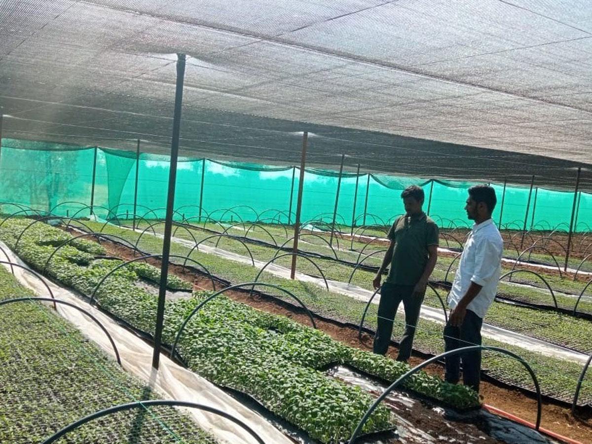 నర్సరీల్లో కూరగాయలు, పండ్ల మొక్కలు