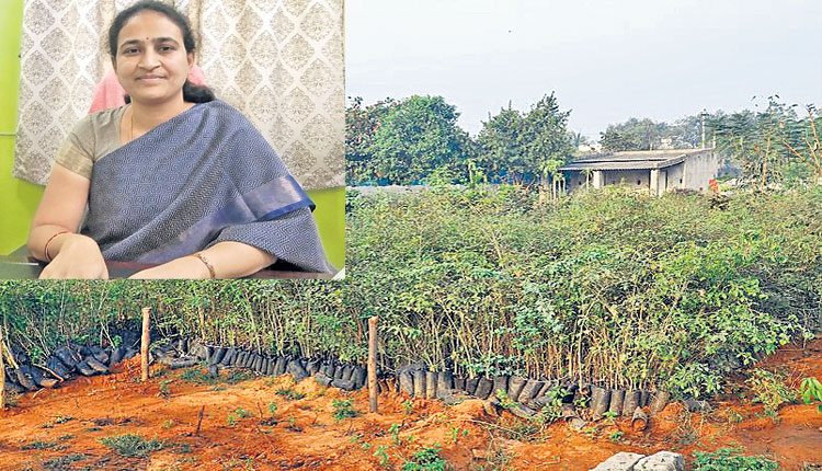 హరితహారానికి మొక్కలు సిద్ధం