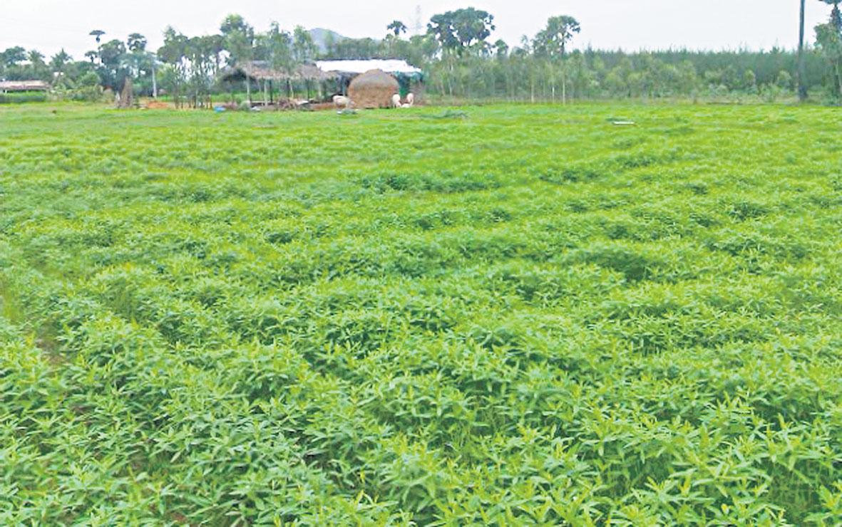 ‘పచ్చిరొట్ట’ పైర్ల సాగు బహుబాగు..