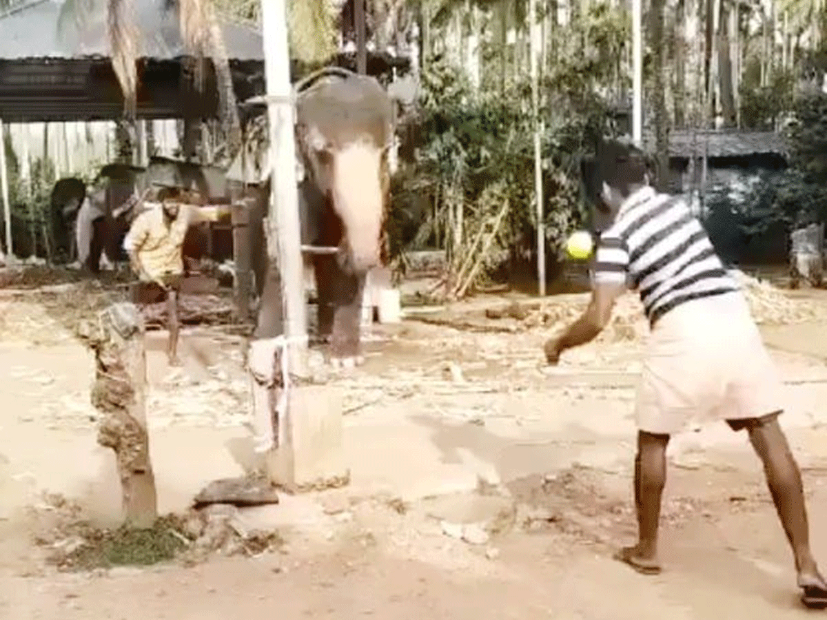 క్రికెట్ ఆడే ఏనుగును ఎక్క‌డైనా చూశారా..? .. వీడియో వైర‌ల్‌