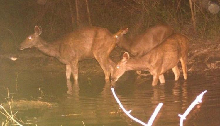 వైల్డ్‌ లైఫ్‌పై వాచ్ ఐ