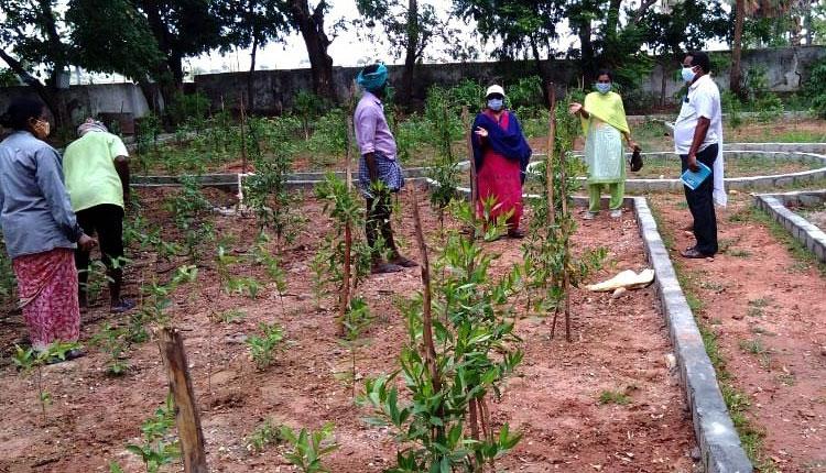 మొక్కలను రక్షించుకోవాలి