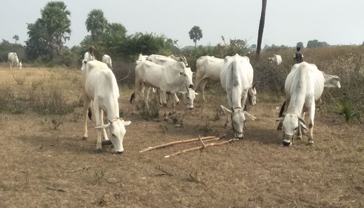 పల్లెవించిన పశుసంపద