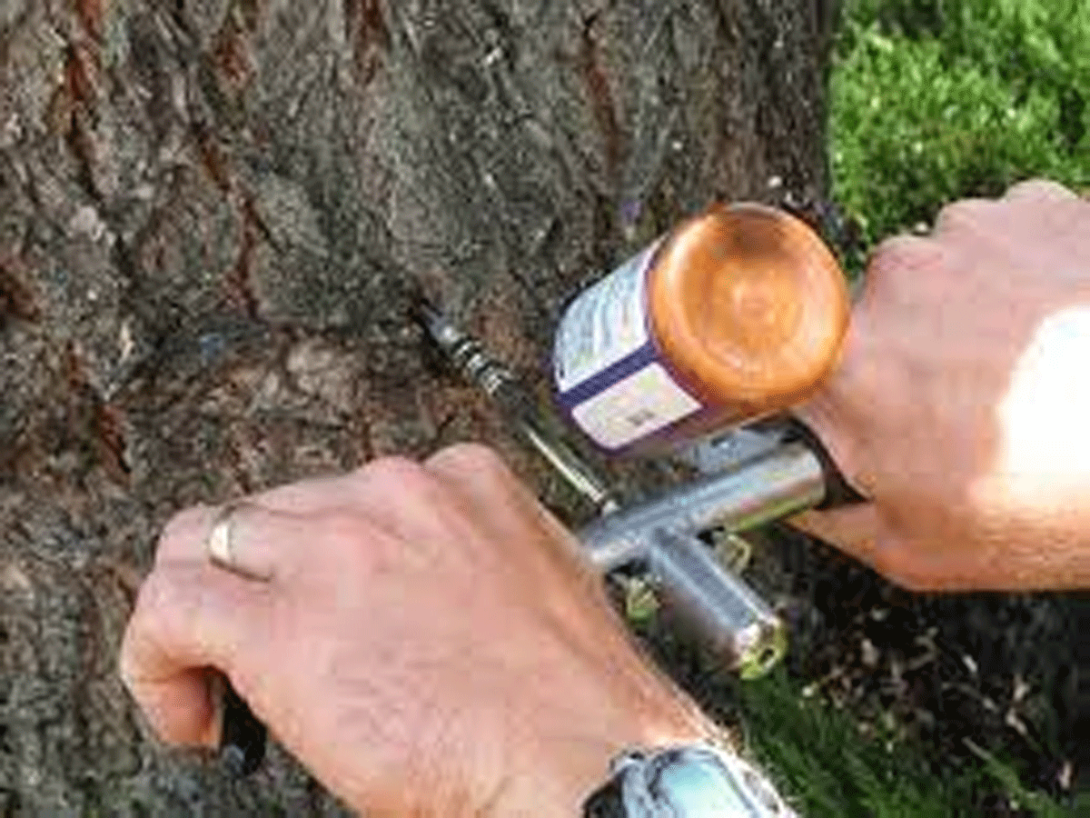 ఎక్కువ జిగురు కోసం చెట్ల‌కు విష‌పూరిత‌ ఇంజెక్ష‌న్లు..