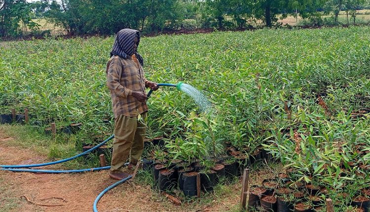 కోటి మొక్కలే లక్ష్యం