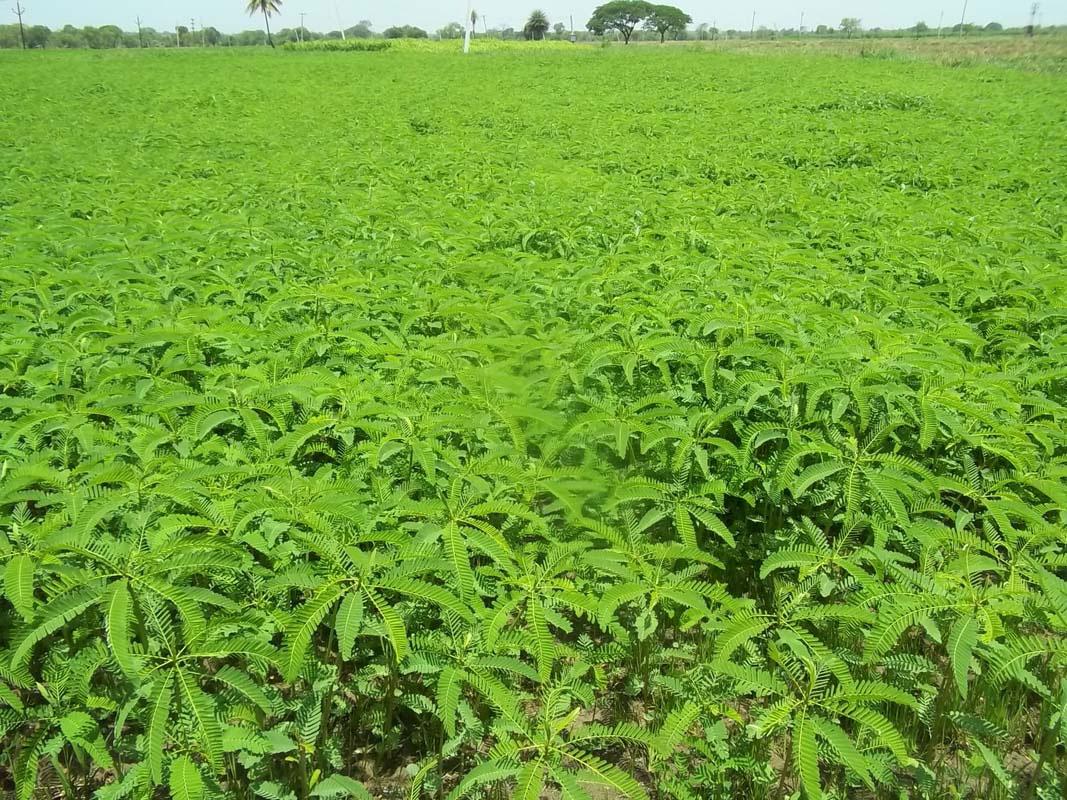 రసాయన ఎరువులకు ప్రత్యామ్నాయం పచ్చిరొట్ట