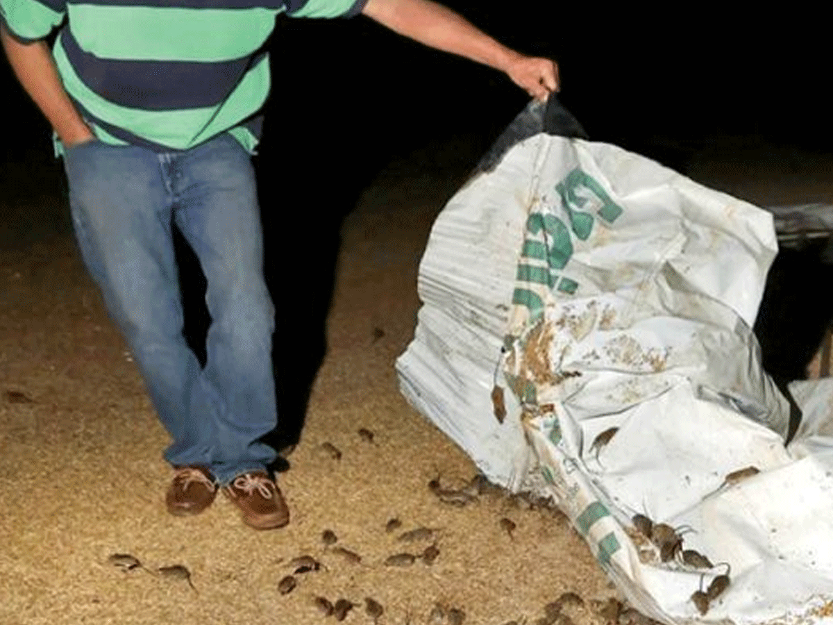 ఆస్ట్రేలియాలో క‌రోనా మ‌హ‌మ్మారి ఒక‌వైపు.. ఎలుక‌లు మ‌రోవైపు..