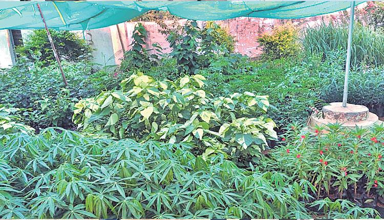 సిద్ధంగా హరితహారం మొక్కలు