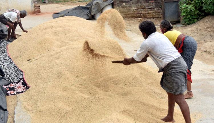 గోదాముల్లో ధాన్యం నిల్వ
