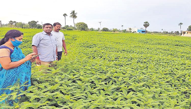 పచ్చిరొట్ట..దిగుబడిలో దిట్ట