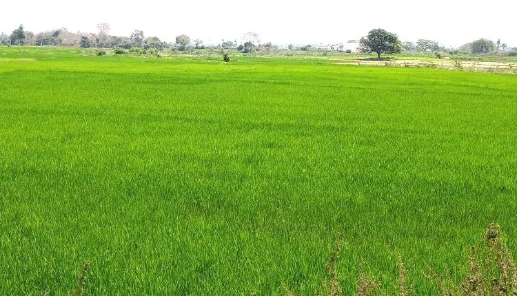 ‘సదర్‌మాట్‌’ కింద యాసంగి సాగు