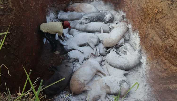 మిజోరంలో ఆఫ్రిక‌న్ స్వైన్ ఫీవ‌ర్‌.. 1700 పందులు మృతి..!