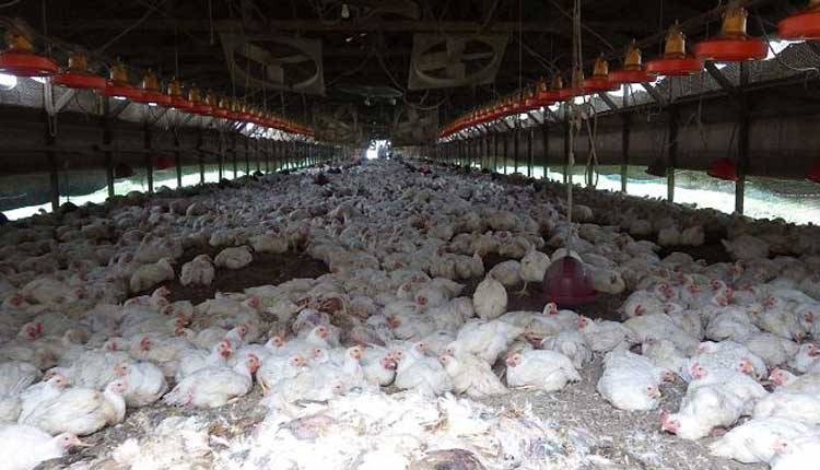 చైనాలో తొలిసారి మ‌నిషికి సోకిన బ‌ర్డ్ ఫ్లూ