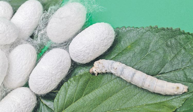 ఆదాయం ‘పట్టు’!