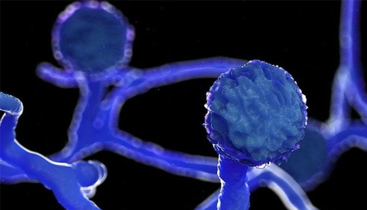 తక్కువ ధరకే బ్లాక్‌ ఫంగస్‌ ఇంజెక్షన్‌.. ఎంతంటే?