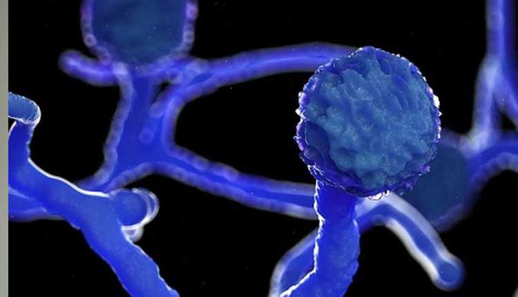 బ్లాక్‌ ఫంగస్‌కు స్టెరాయిడ్సే కారణమా?