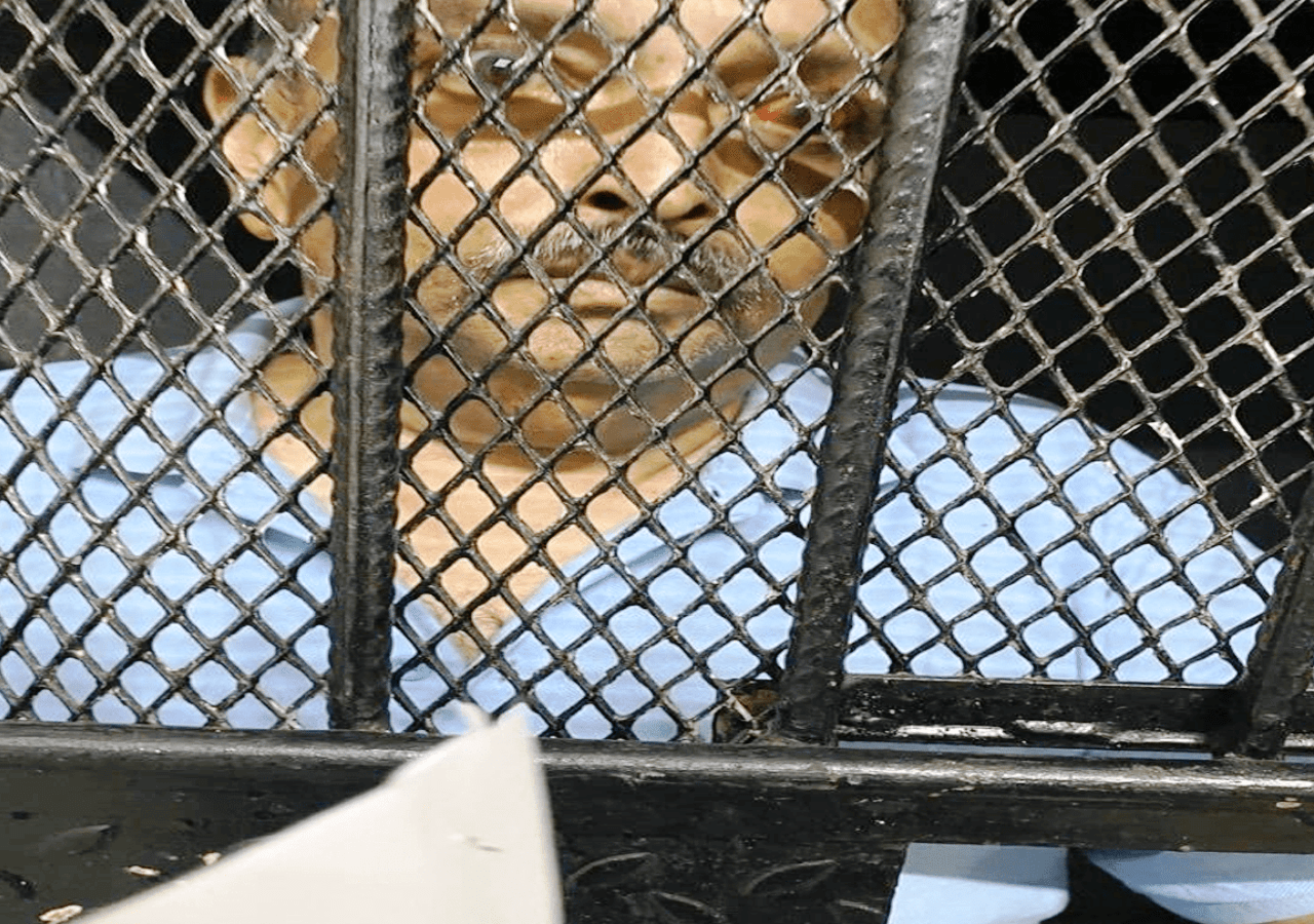 డొమినికాలో చోక్సీ అరెస్ట్‌! భార‌త్‌కు త‌ర‌లిస్తారా..!!