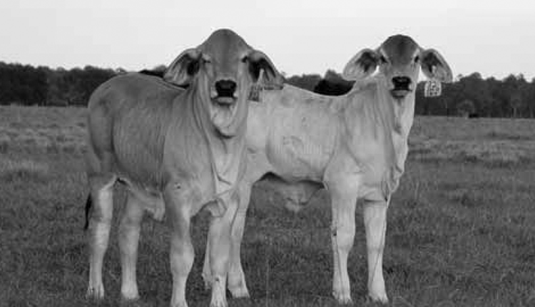 విద్యుత్‌ షాక్‌తో లేగ దూడల మృతి