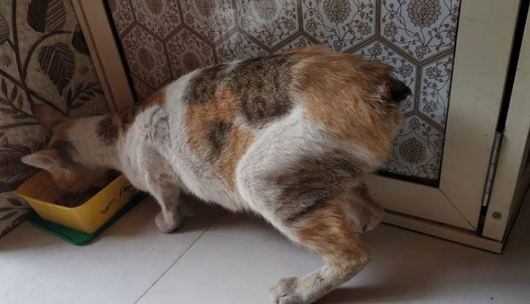 పిల్లి తోక క‌త్తిరించిన ఘ‌ట‌న‌పై కేసు న‌మోదు