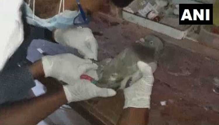 పావురం కాలికి చిప్.. గూఢ‌చర్య‌మేనా..!