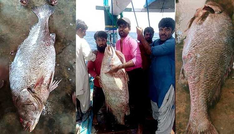 క్రోకర్ ఫిష్‌.. ఈ చేప‌ చాలా కాస్ట్‌లీ గురూ..!